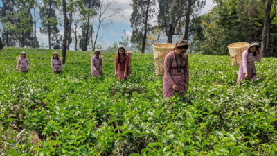 Makaibari owner buys 80% in UK’s Brew Tea Co