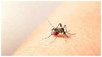 Dengue vaccine: India’s first Dengue vaccine on the horizon: Phase 3 trial enrollment nears completion |