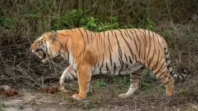 Interpol Commends Madhya Pradesh Special Tiger Strike Force for Arrest of Notorious Tiger Trafficker Tashi Sherpa | Bhopal News
