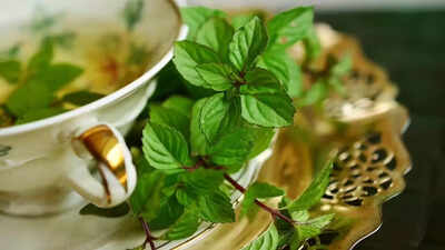 11 surprising health benefits of spearmint from hormonal balance to digestion |