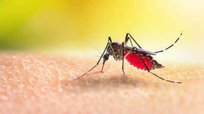 Dengue cases spike: Telangana health minister orders anti-larval drive expansion; GHMC told to deploy officers | Hyderabad News