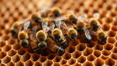 Bee attack in France: 24 injured in Aurillac; hive removed after Asian hornet threat