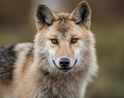 Meet the world’s largest wild dog: This fierce predator is taking back its home