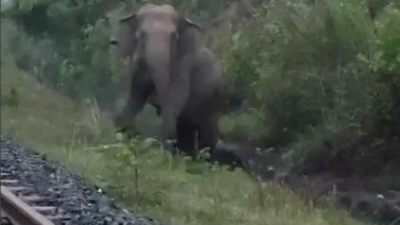 Goods train halts for 2 hours in Jharkhand as elephant gives birth | India News