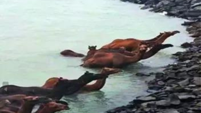 33 rare Kharai camels caught in sea tide rescued off Gujarat coast | India News
