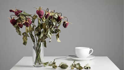 10 common mistakes that can kill your plants |