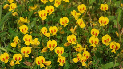 Rare monsoon flowers of India: 5 wildflowers that only bloom in rainy season |