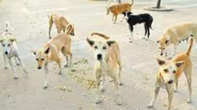 Rs 2.9 crore Bengaluru drive to serve strays chicken rice stirs row | India News