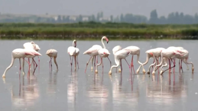 Flamingos are stirring up trouble and ravaging rice for risotto in Italy’s northeast