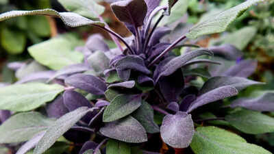 12 Indoor plants that improve health, reduce stress and purify air |