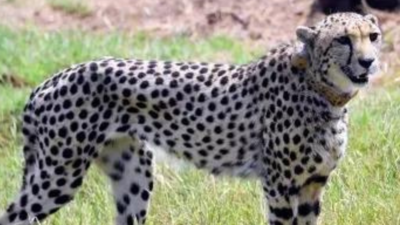 Female cheetah dies of injuries at Kuno | India News