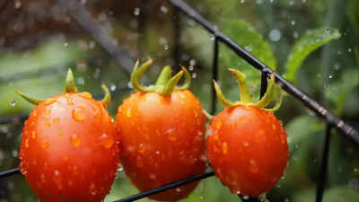 8 essential tips to protect crops from rain, pests, and fungal damage |