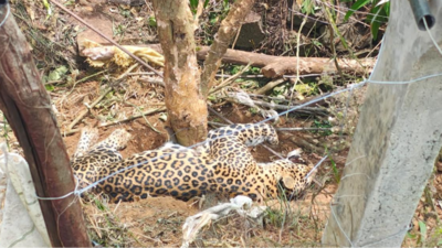 Leopard found dead on patta land in Nilgiris; man arrested | Coimbatore News