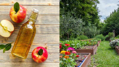 10 creative ways to use apple cider vinegar in your garden |