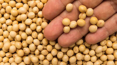 Can eating soybeans cause breast cancer? Leading oncologist spills some facts |