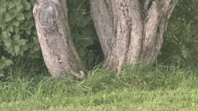 Optical illusion challenge: Can your “sharp eyes” spot the hidden cat in this picture?