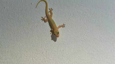 8 natural home remedies to remove lizards from your house this summer |