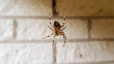 7 easy and effective home remedies to keep spiders out of your house |