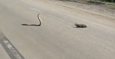 Mongoose vs. Cobra: Viral video shows fierce battle off-road, bringing traffic to a halt