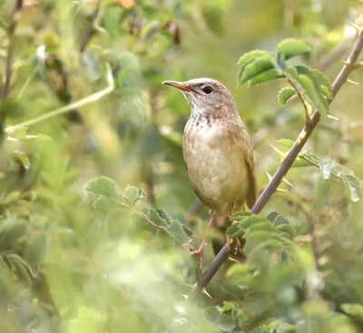 Elusive warbler spotted in Ladakh after 46-year gap | India News
