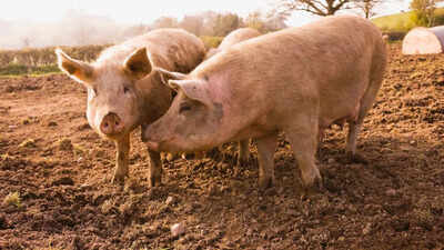 African swine fever outbreak in Vietnam: Symptoms, risks, and how to prevent it |