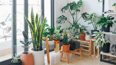 10 Jade plant varieties that bring positive energy and style to your home |