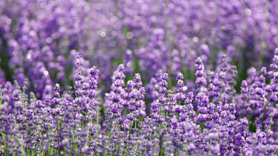 8 beautiful lavender plants to add fragrance, colour, and garden appeal to your space |