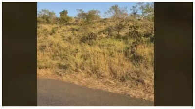 Optical illusion: Can you spot the hidden buffalo in under 5 seconds?