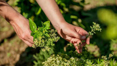 8 must-have herbs for your kitchen garden |