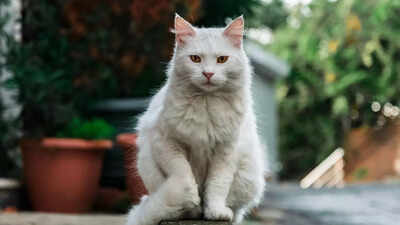 How to tell if your cat is dehydrated: 5 warning signs and how to treat it |