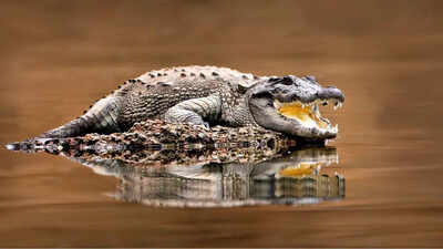 10 unique creatures found in Indian rivers |