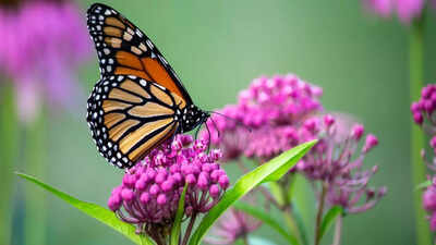 Insects can hear when plants talk, finds groundbreaking study |