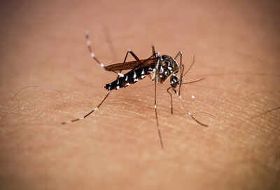 Chikungunya virus alert: How a mosquito bite this monsoon can trigger severe arthritis-like pain that can last up to 5 years |