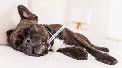 How to tell if your dog has a fever: Signs, symptoms, and when to call the vet |