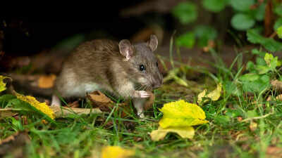 How to keep rats out of your garden: Effective tips and solutions |