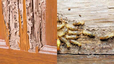 How to get rid of ‘deemak’ from wooden furniture: Easy and affordable remedies that work for termites |
