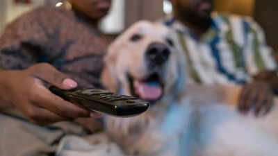 Do dogs watch TV? New study reveals it depends on their personality |