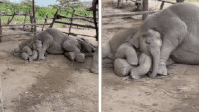 Baby elephant naps on mother’s lap: Internet calls it ‘pure love wrapped in wrinkles’; retired forest officer shares viral video | India News