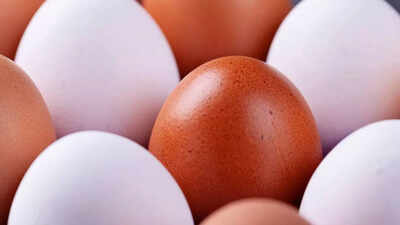 White eggs vs brown eggs: What is the difference and which is healthier? |