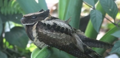 Great Eared Nightjar: Meet the bird that looks like a ‘baby dragon’, but is the most unique voice in the night sky |