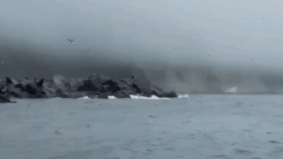 Tsunami disrupts marine life: Hundreds of sea lions flee powerful waves after Russia earthquake – Watch