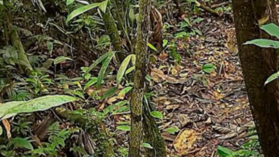 Optical Illusion: Only true animal lovers can spot the leopard hidden in this photo, as most fail within seconds |