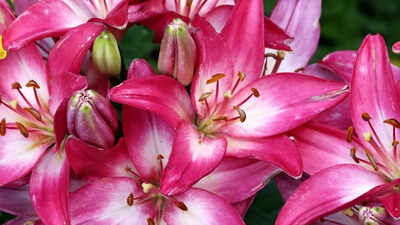 Tips to grow lilies in your home garden that steal the spotlight |
