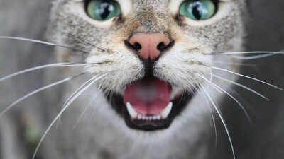 Why your old cat won’t stop yowling and what you can do about it |