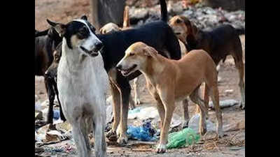 Ponda girl, 5, attacked by stray dog | Goa News