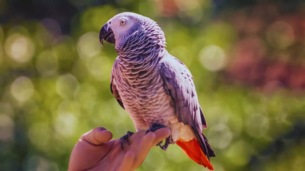 5 most expensive pet birds in the world