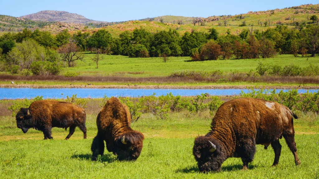 Wildlife drives you didn’t know existed in the US