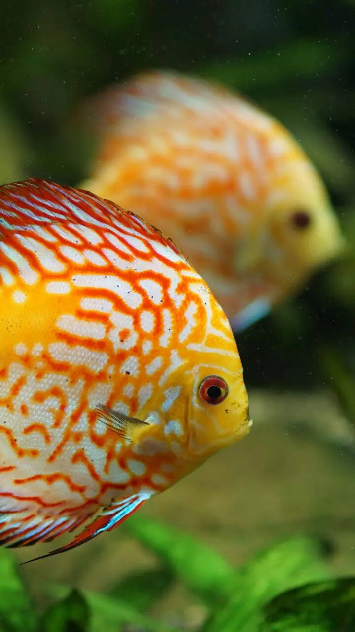 10 fishes beginners should NOT keep in home aquariums