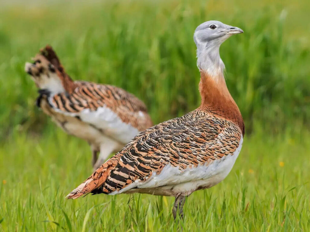 8 rare birds to spot in Indian jungles