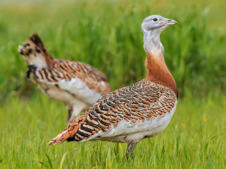 8 rare birds to spot in Indian jungles